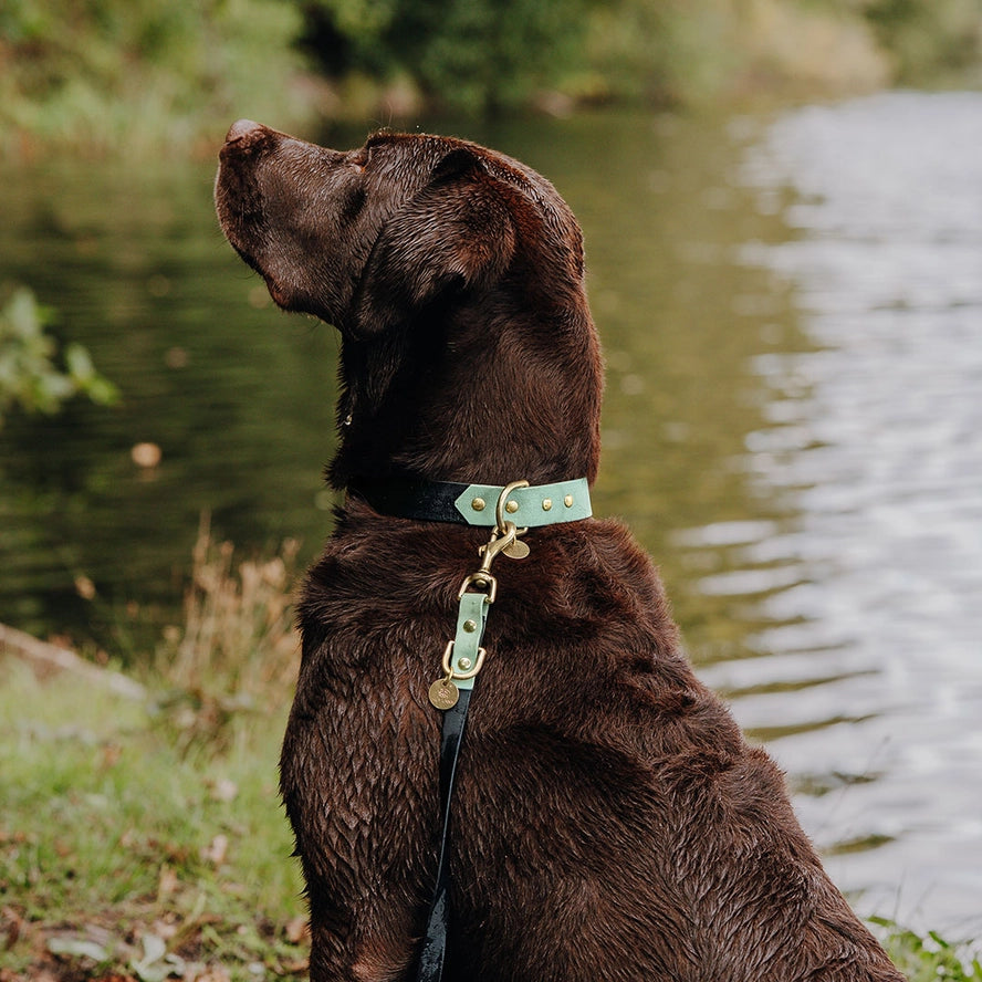 Hey Lana Outdoor Hundehalsband FLEX – wasserfest & robust