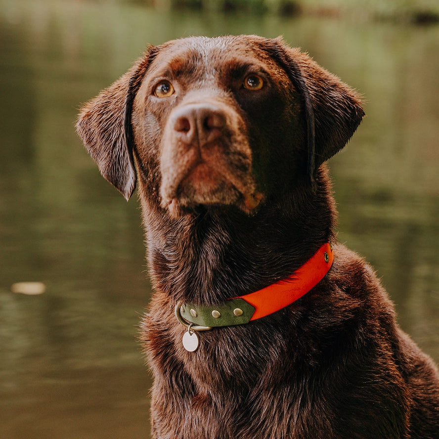 Hey Lana Outdoor Hundehalsband FLEX – wasserfest & robust