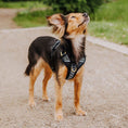 Bild in Galerie-Betrachter laden, Premium Hundegeschirr Gepolstert – Schwarz/Weiss
