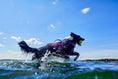 Bild in Galerie-Betrachter laden, Hurtta Life Savior ECO Schwimmweste für Hunde

