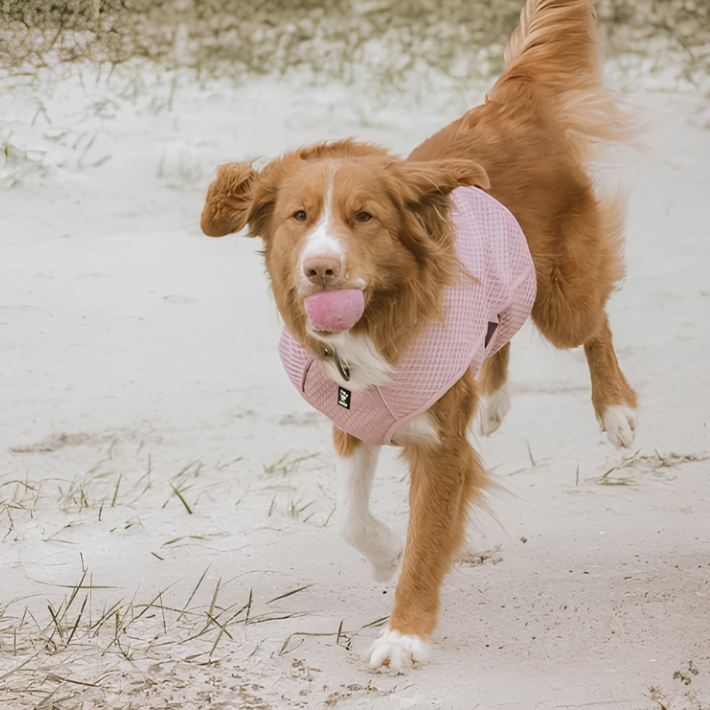 Hurtta Cooling Wrap Kühlweste für Hunde