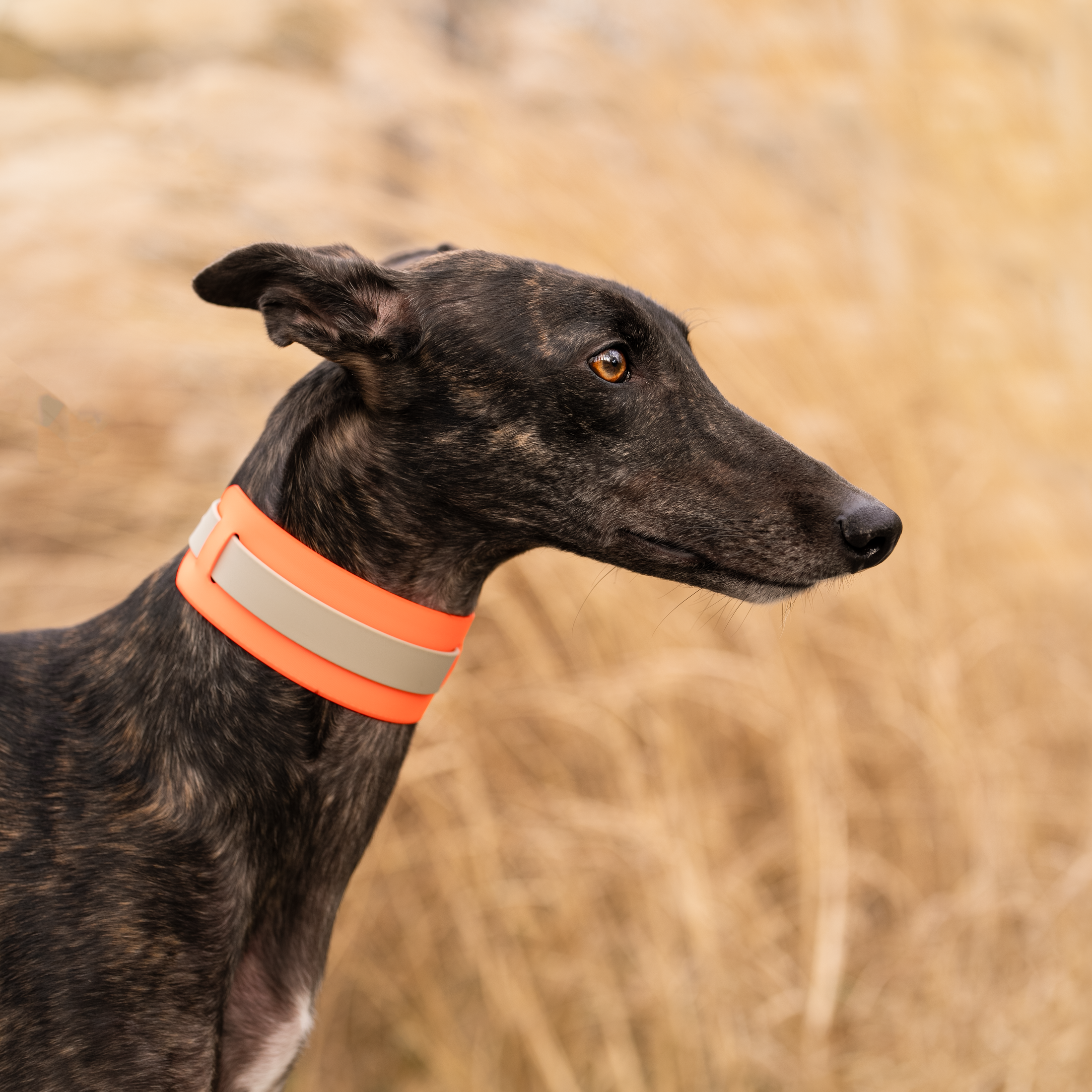 THE CITY COLLAR (OUTDOOR) - NEON HUNDEHALSBAND WASSERDICHT