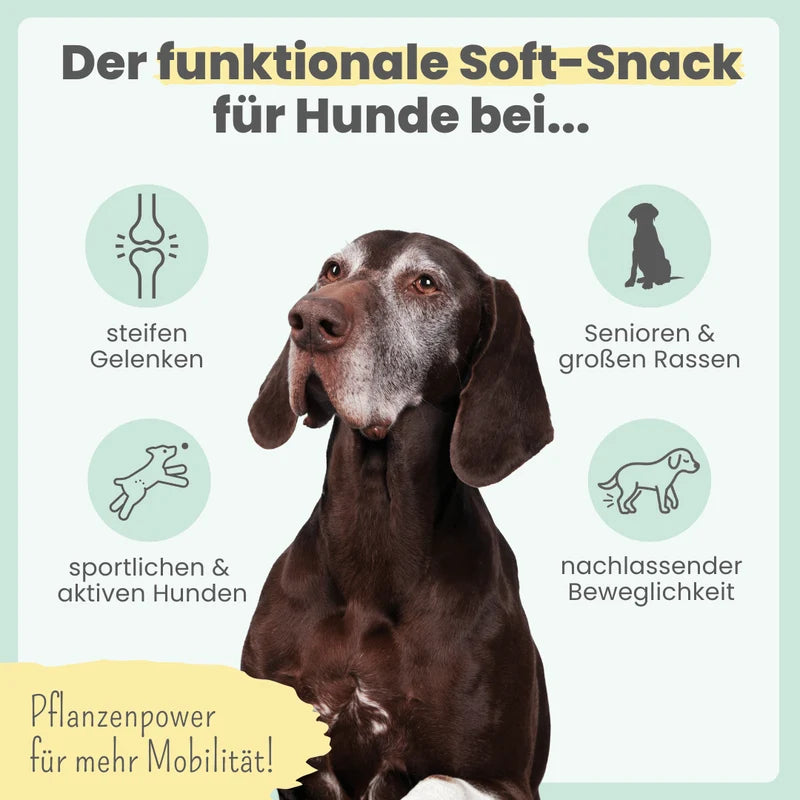 noms+ Gelenk-Komplex für Hunde | ecopetique