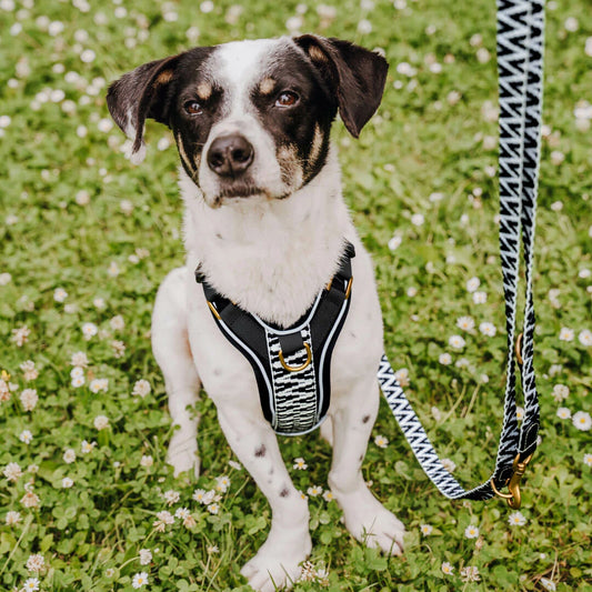 Premium Hundegeschirr Gepolstert – Schwarz/Weiss