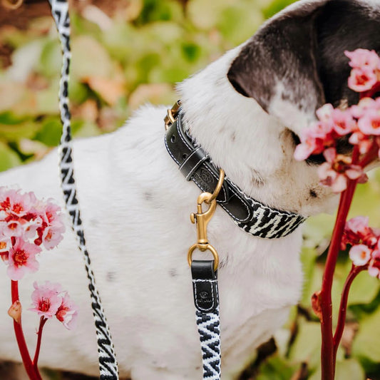 Premium Führleine - 3-fach verstellbar - 2m - Schwarz/Weiss