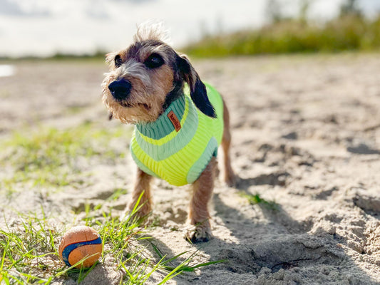 THE GLOW JUMPER von LUMIIES® 2.0 - HOCHELASTISCHER NEON HUNDEPULLOVER