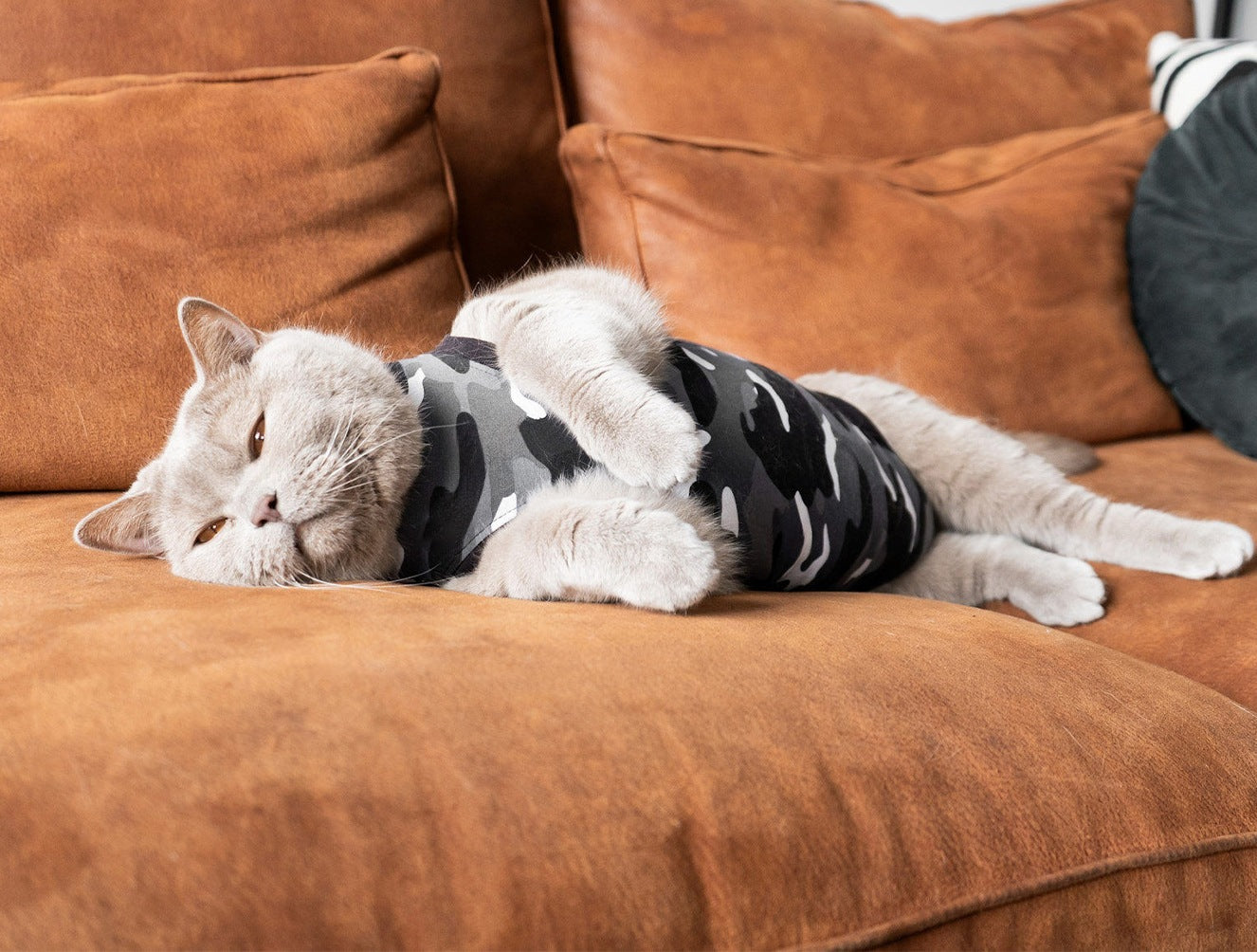Suitical Recovery Suit Katze – medizinischer Body als Alternative zum Halskragen 🐾