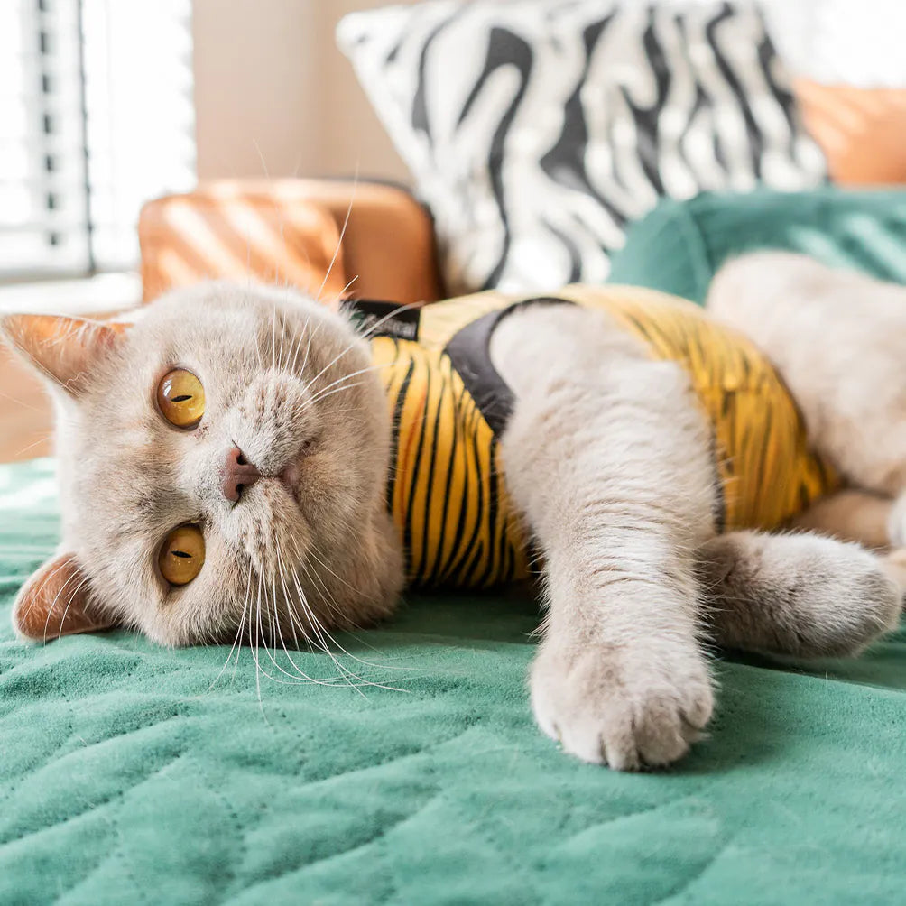 Suitical Recovery Suit Katze – medizinischer Body als Alternative zum Halskragen 🐾