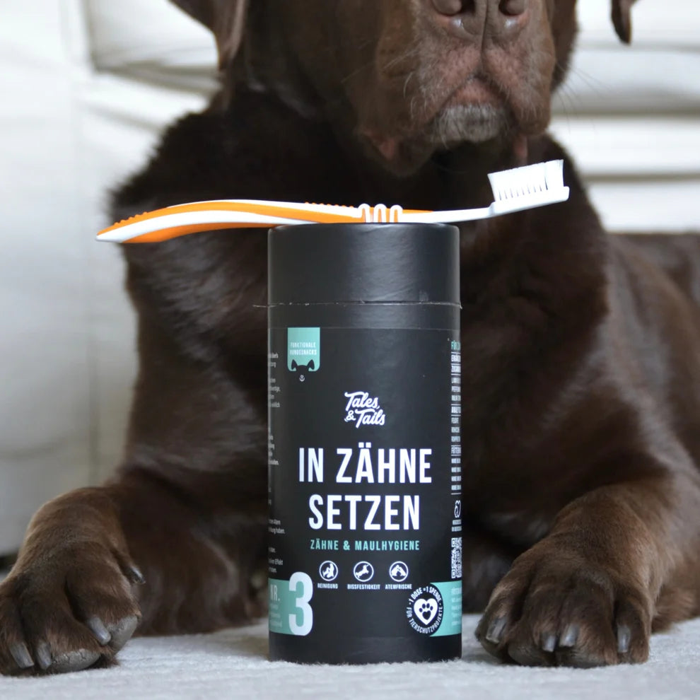 In Zähne setzen