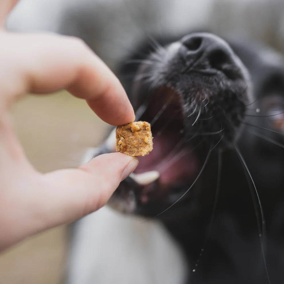 Huhndert Prozent lecker - Trainingsleckerli mit Huhn